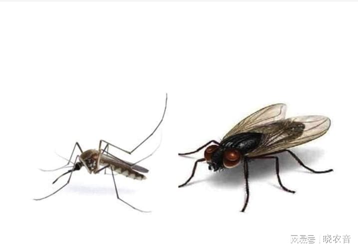 养鸡场虫害防治全攻略：蚊蝇、蜱虫、鼠类等如何应对？