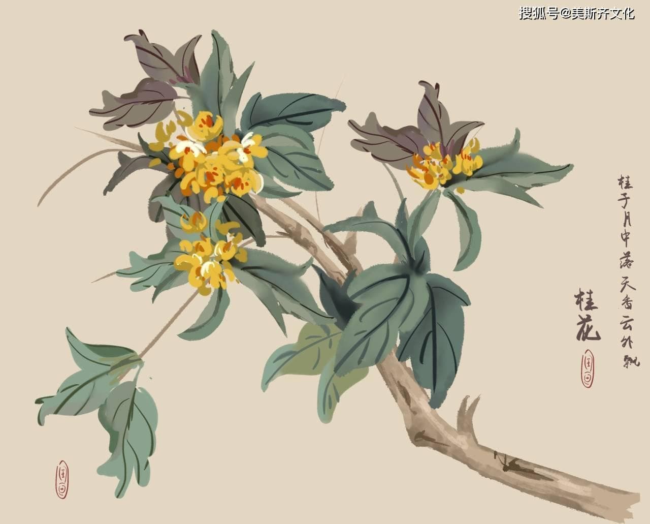中国花卉文化代表之——桂花