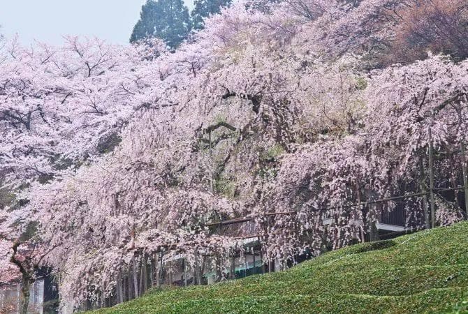日本深度游最具代表性的赏樱胜地