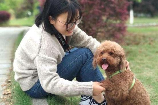 泰迪犬最“渴望”被摸的4处，主人多摸，它会越来越爱你