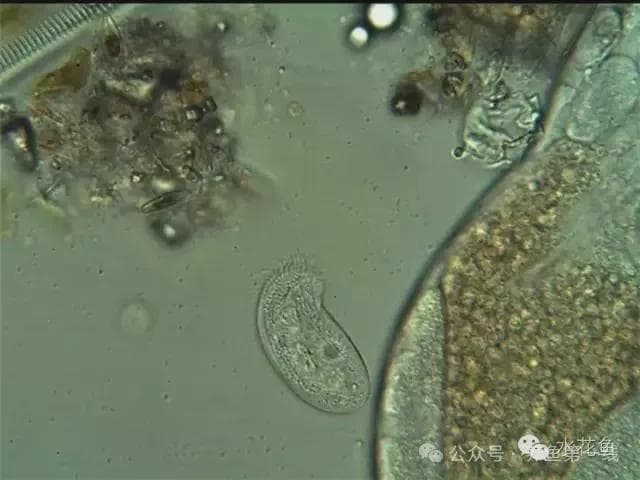 水产养殖中常见的斜管虫属有哪些？如何防治？