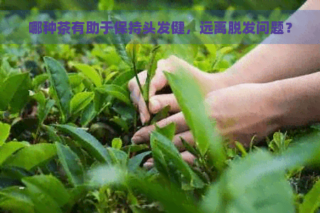 哪种茶有助于保持头发健康，远离脱发问题？