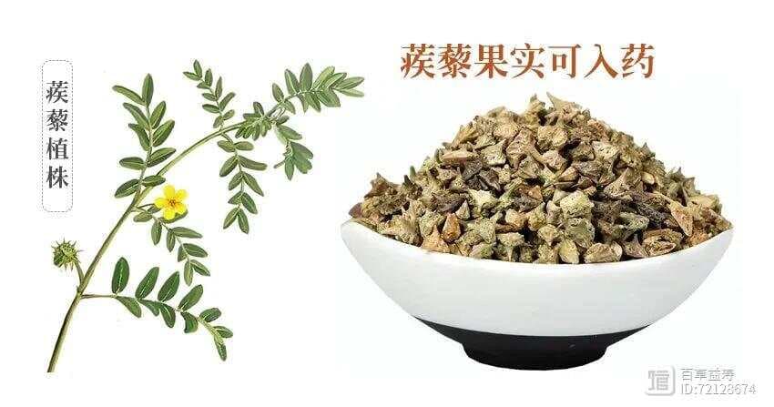 草药“蒺藜”，散淤祛风最在行！心血管病、关节肿胀变形都能治