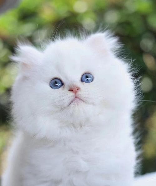 揭秘小猫价格：品种、血统、健康状况等13个影响因素全解析