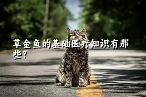 草金鱼的基础医疗知识有哪些？