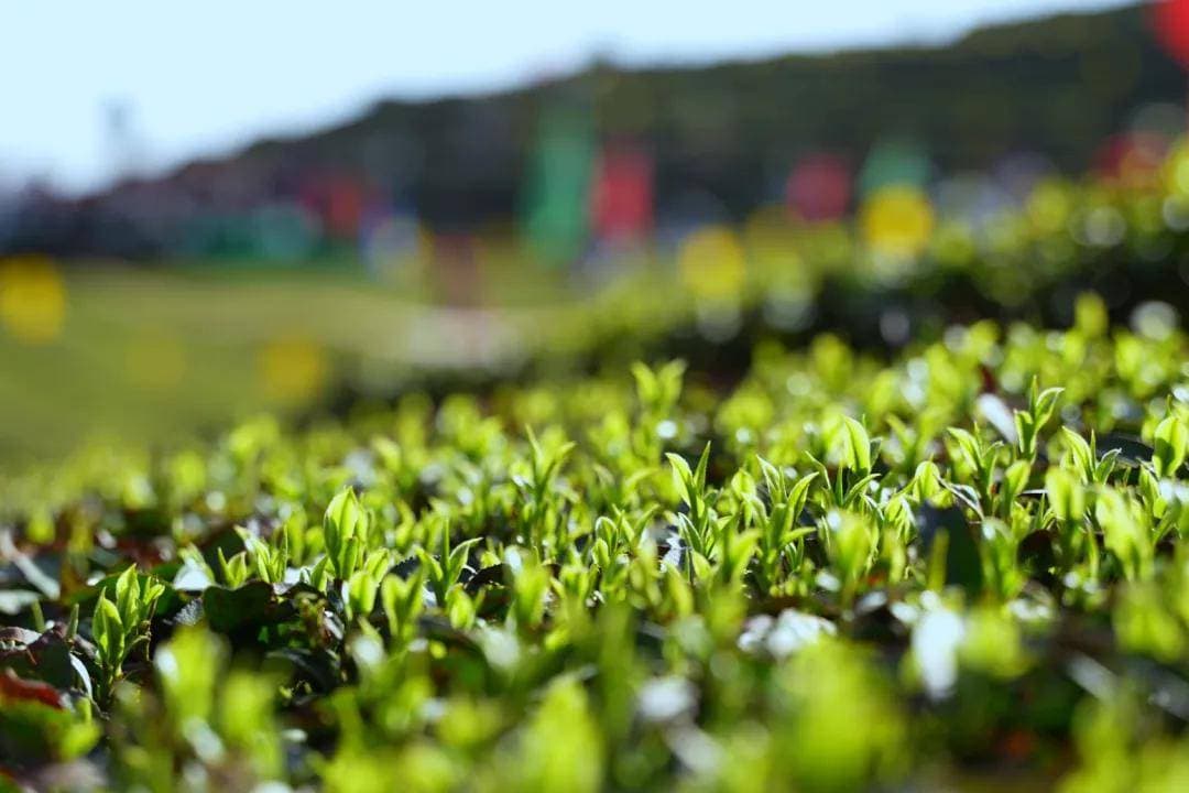 二月茶香何处寻？介绍三种早春绿茶
