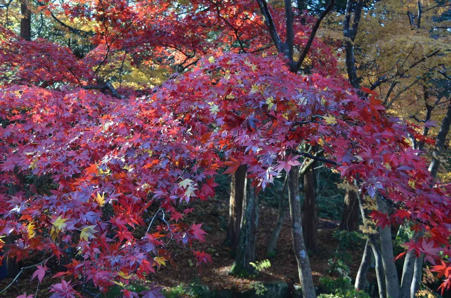 南京秋末冬初：赏花赏叶、文化体验与美食之旅