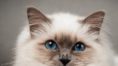 宠物猫命名灵感大盘点（15个猫咪名字推荐及其含义）