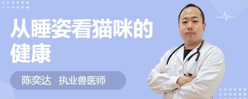 从睡姿看猫咪的健康