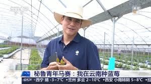 秘鲁小伙在云南田间种蓝莓