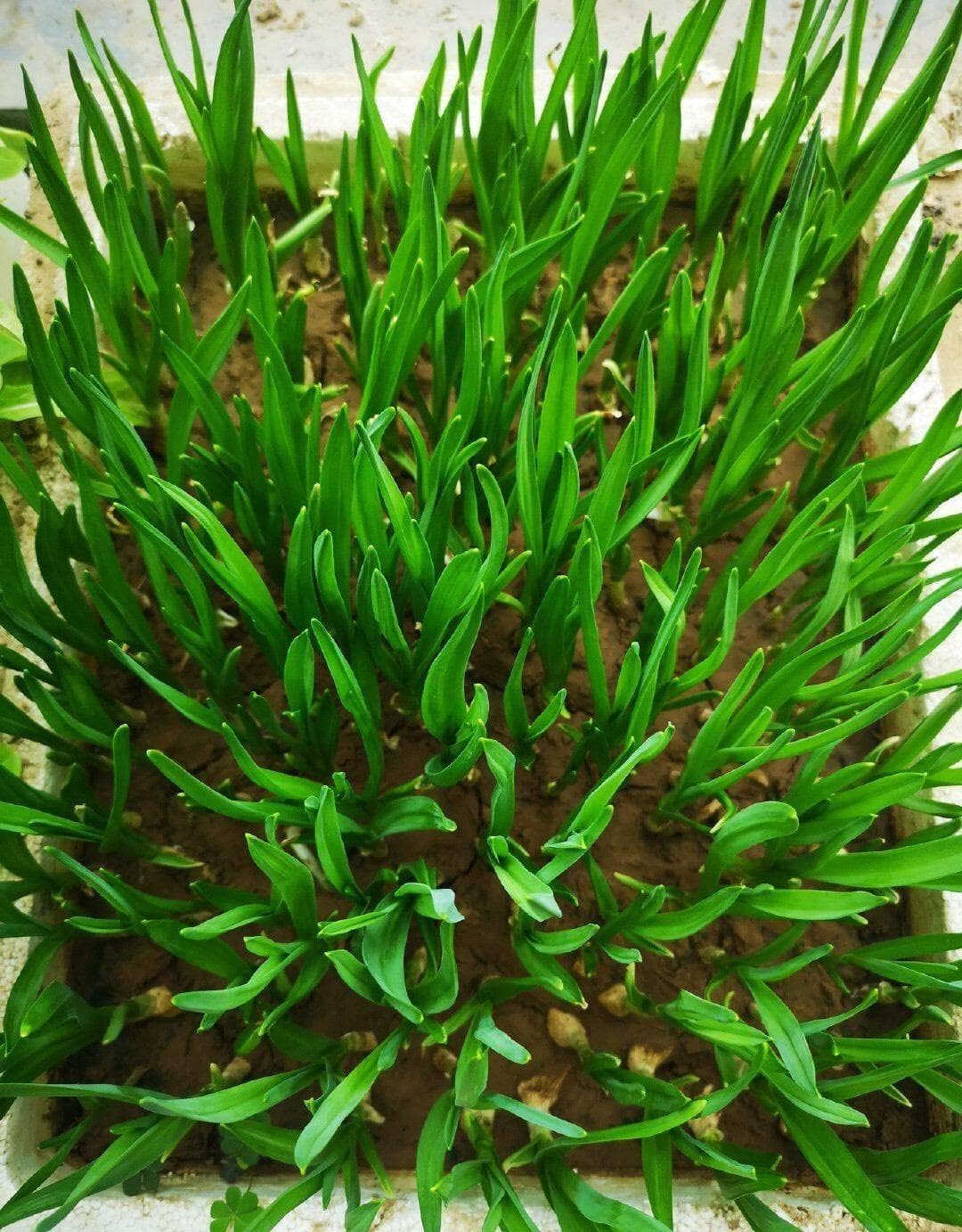家庭种菜，用10个空油桶、泡沫箱，青菜辣椒收获不停，省钱又好吃