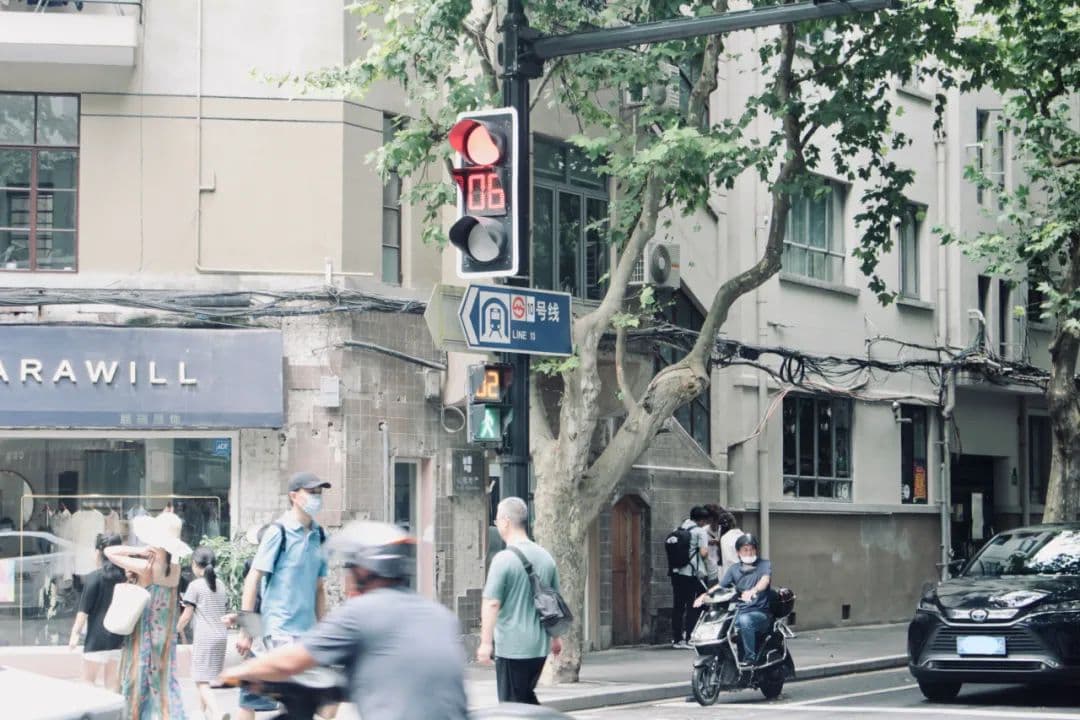 “栽下梧桐树，引得凤凰来”，是哪一种梧桐？