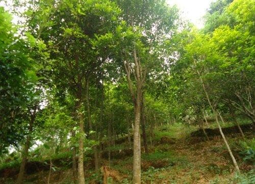 沉香树是国家保护植物吗？详解其生长习性与分布