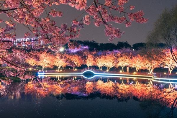 多地赏花踏青游迎热潮 搜索热度上涨超4倍多