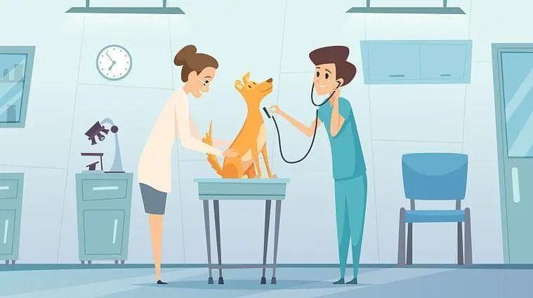 怀孕期间可以养宠物吗？