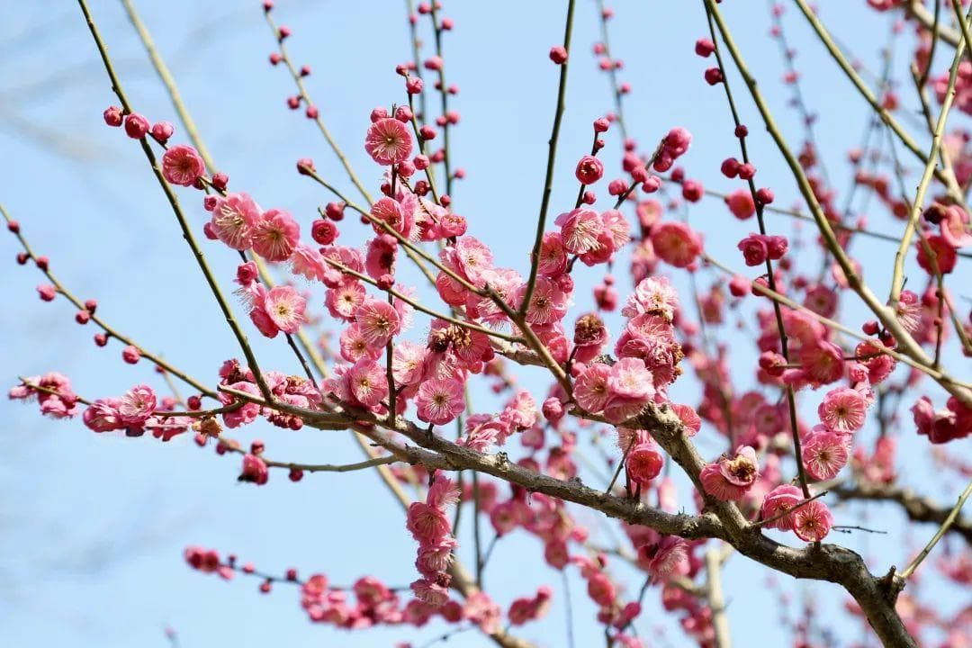 梅花渐入佳境！早春的第一份浪漫上线