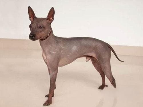 墨西哥无毛犬：玛雅文明传承的独特犬种，需特别护理
