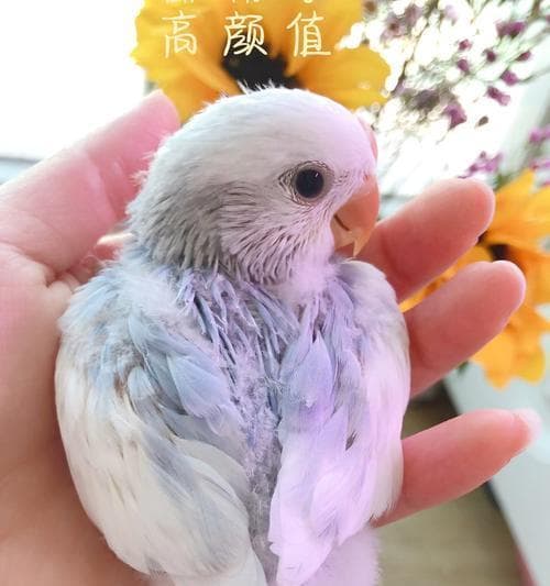 如何让牡丹鹦鹉变得乖巧可爱（培养牡丹鹦鹉的良好习惯，让它成为你的最佳伴侣）