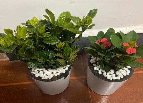 室內養殖花卉如何解決病害問題