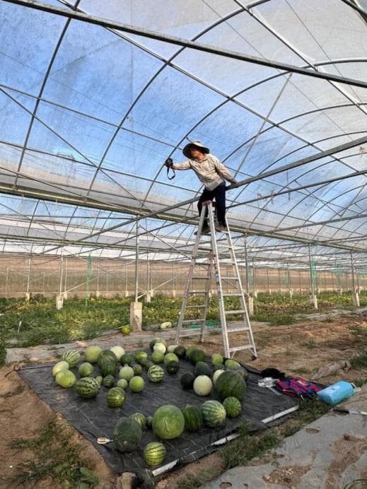 他们把30000多个西瓜一个个切开调查