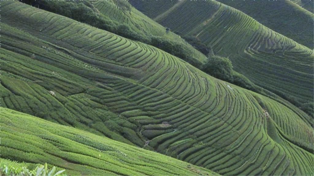 茶叶选购全攻略：从分类到品鉴的八大要点