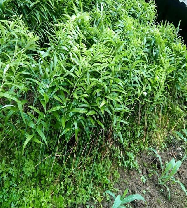 黄精种植条件有哪些？种植方法是什么？