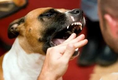 狂犬病早起到发病