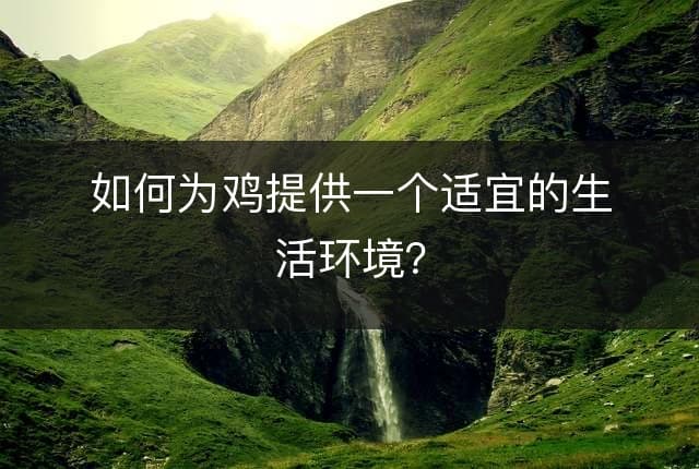 如何为鸡提供一个适宜的生活环境？