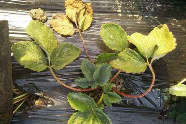 草莓常见病害的防治药剂介绍