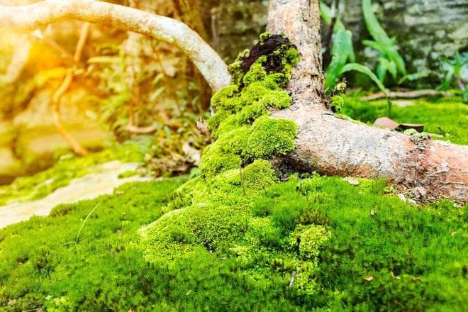 苔藓植物的生态功能与结构特点解析