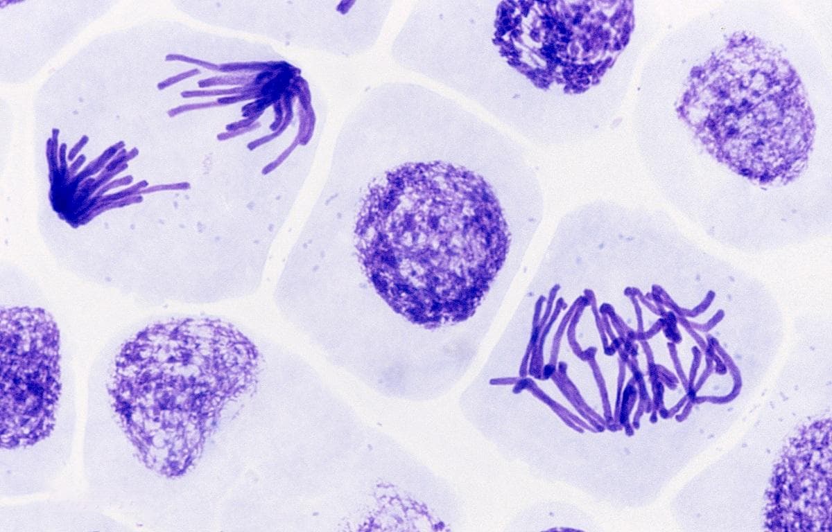 有丝分裂：阶段、细胞分裂及其在生物体中的重要性