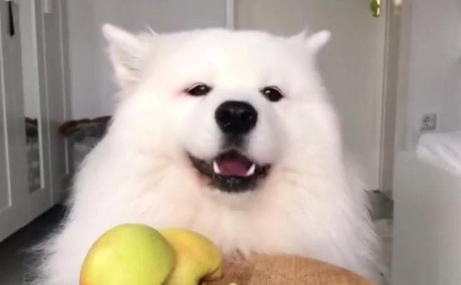 萨摩耶犬的适宜食物和禁忌食物（了解萨摩耶犬的饮食需求，保持其健康与幸福）