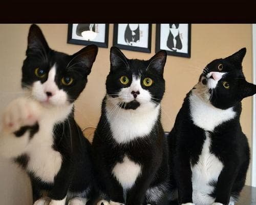 如何养活泼的奶牛猫（宠物养护指南，让你的奶牛猫健康快乐成长）