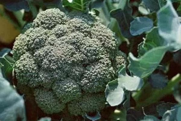 西兰花什么时候种植最合适？