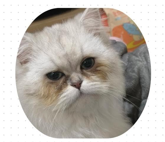 猫咪有眼泪眼屎怎么办？别急，教你如何区分&处理