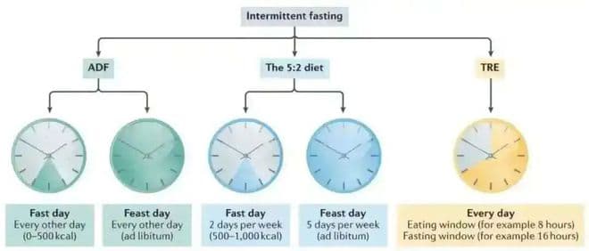 最新研究：16+8轻断食或增加心血管疾病死亡风险91%