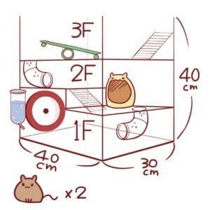 小鼠飼養指南：正確飼養小鼠