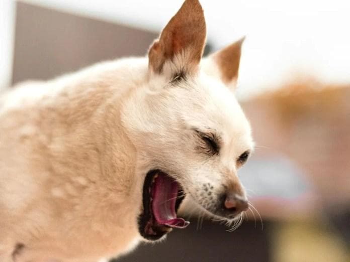 狗狗体重大幅下降、腹胀又拉肚子？当心是胰外分泌不足！