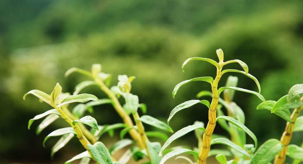 石斛的生长环境及生态特点（探究石斛的生长地点与生态特征）