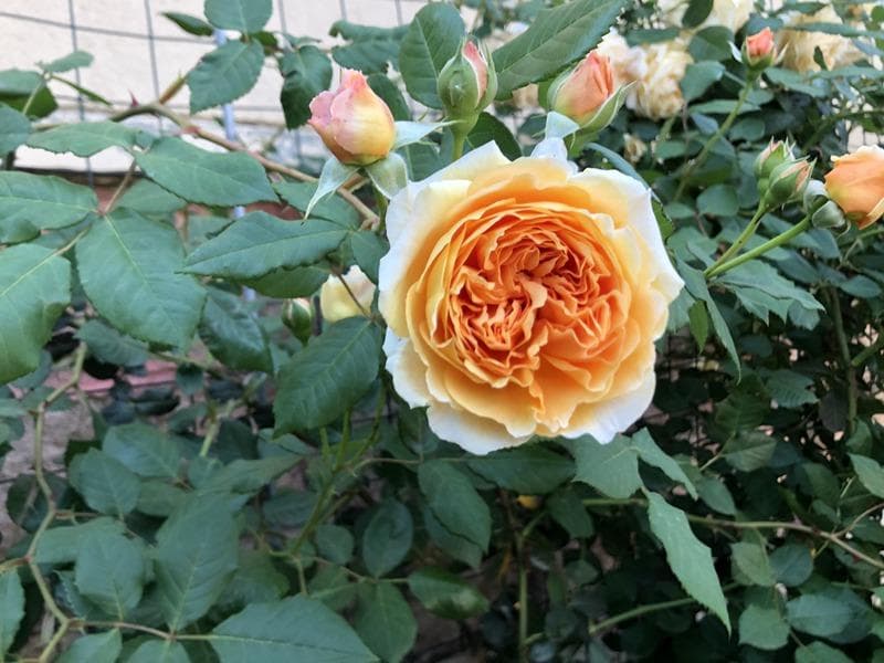 爬墙月季哪个品种好看花期长