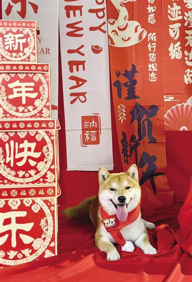 宠物年夜饭、宠物美容、宠物写真……“它经济”持续升温
