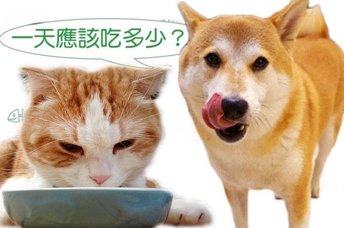 狗狗猫猫喂食量计算，正确地提供每日所需热量