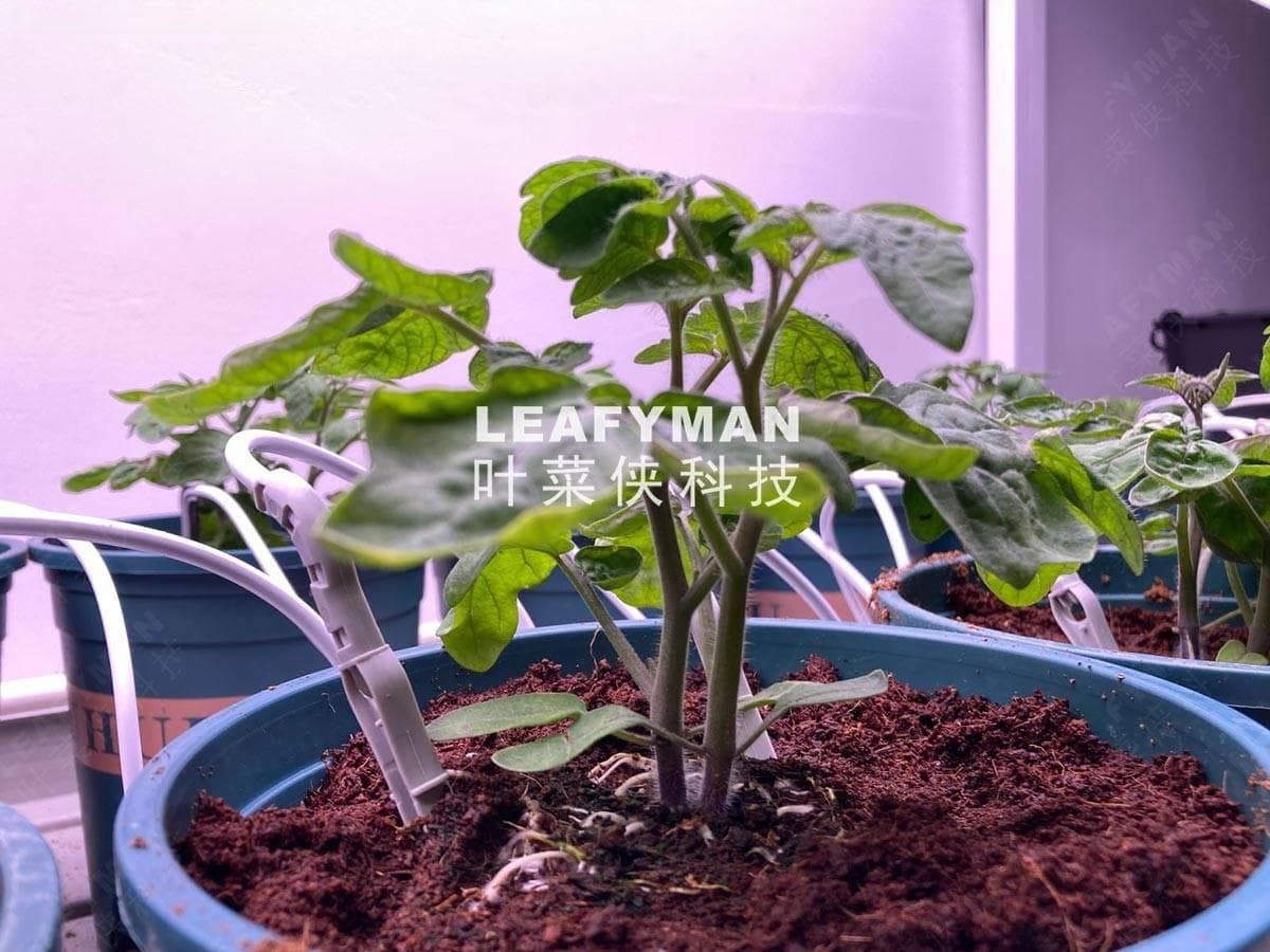 植物工厂如何调控小番茄的生长环境