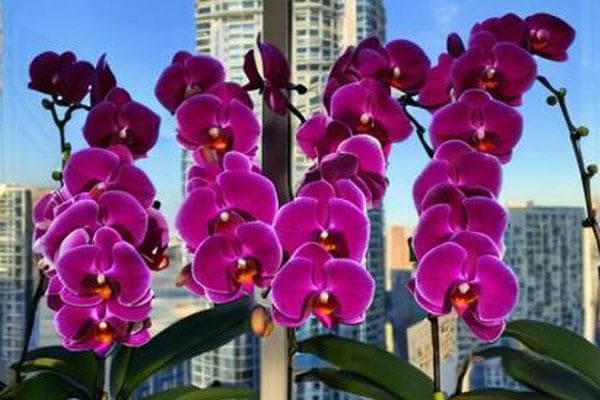 花大色艳寓意好，大辣椒蝴蝶兰成春节花卉新宠