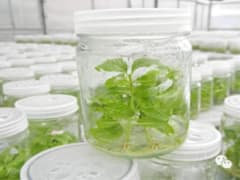 植物组织培养的培养条件