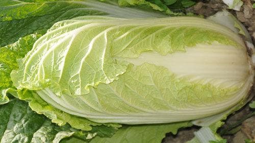 尿酸高可以吃什么蔬菜