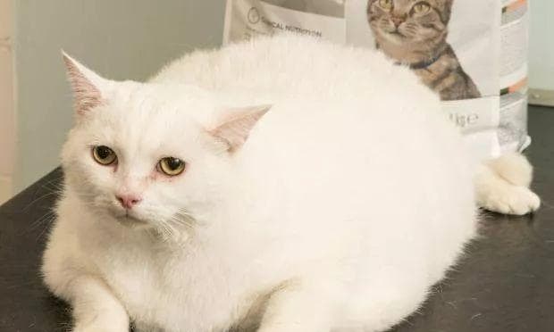 三个月小猫的饮食之道