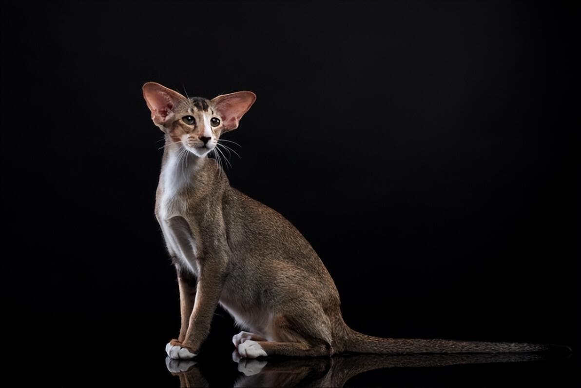 “猫口普查”：全球最受欢迎的猫咪品种top10！