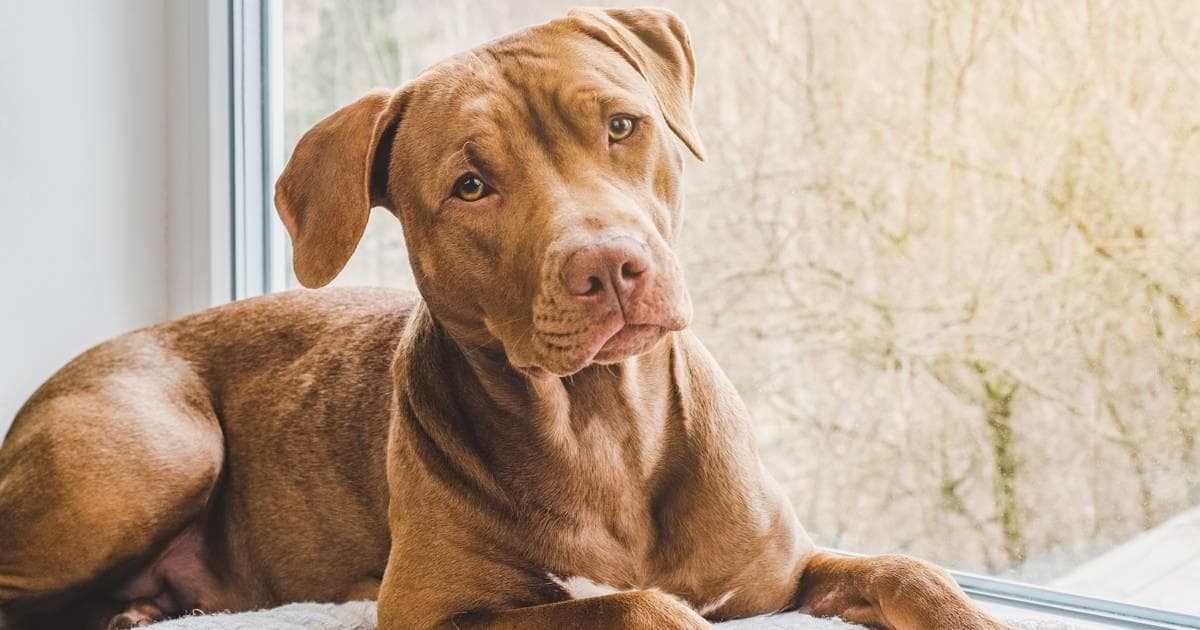 美国斗牛犬的本色
