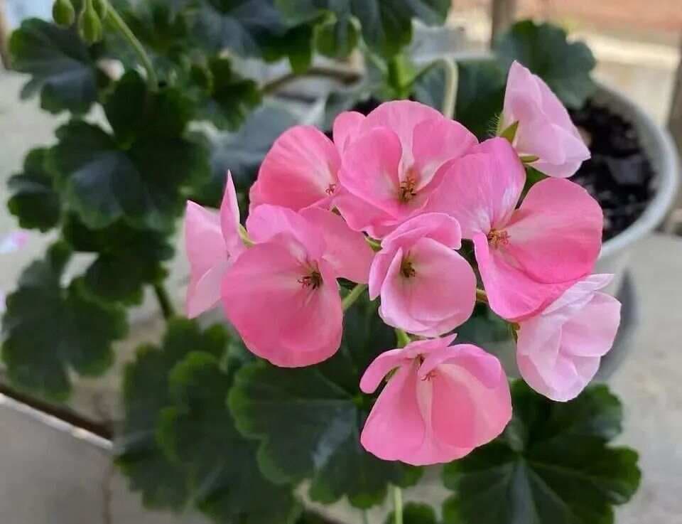 天竺葵：从“开花机器”到“带刺美人”，养前必知的秘密